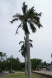 Palmbomen