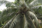 Overal vruchten aan de boom