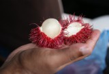Rambutan - vrucht