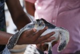 Schildpad