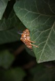 Eng beest
