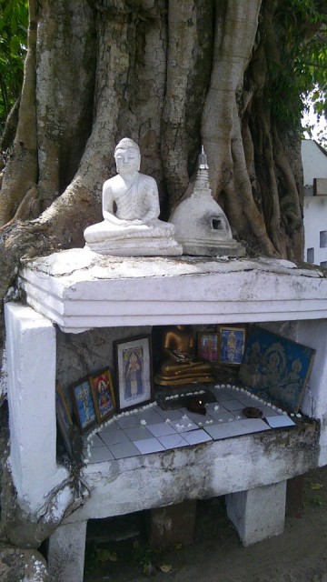 IMAG7561