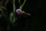 DSC02447
