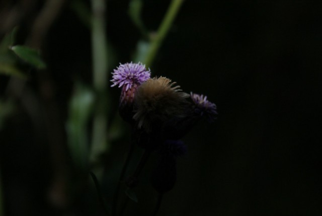 DSC02447