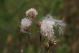 DSC02557