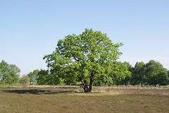 DSC05531