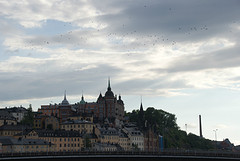 Birds flying high