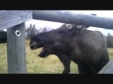 The Moose family