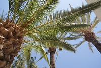 DSC09924