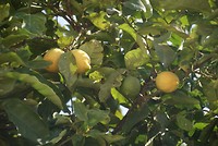 DSC00122