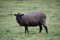 Borger oktober 2017 (8)