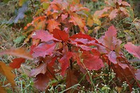 Borger oktober 2017 (13)