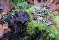 Borger oktober 2017 (14)