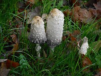 Borger oktober 2017 (28)
