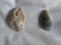 DSCN0408
