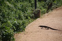 DSC07195