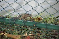 DSC07210