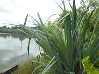 DSCN1490