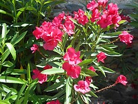 DSCN2826