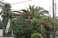 DSC08054