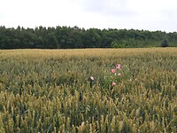 IMG_20210713_100412129