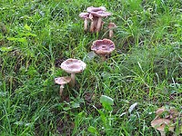 IMG_20210716_125813014_BURST000_COVER_TOP