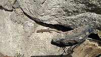 Salamander