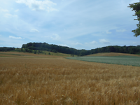 image (11)