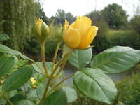 image (15)