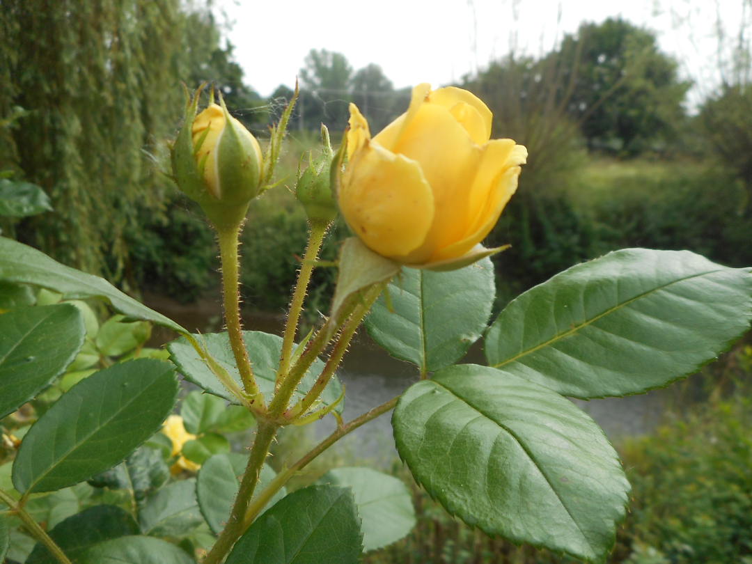 image (15)