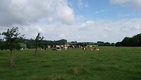Limburgse koeien paradijs.