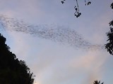23 november - Bat Cave in Battambang