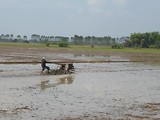 1 december - het land wordt geëgaliseerd voordat de nieuwe rijst geplant wordt