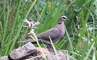 Red-Eyed-Dove