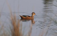 Hottentot-Teal