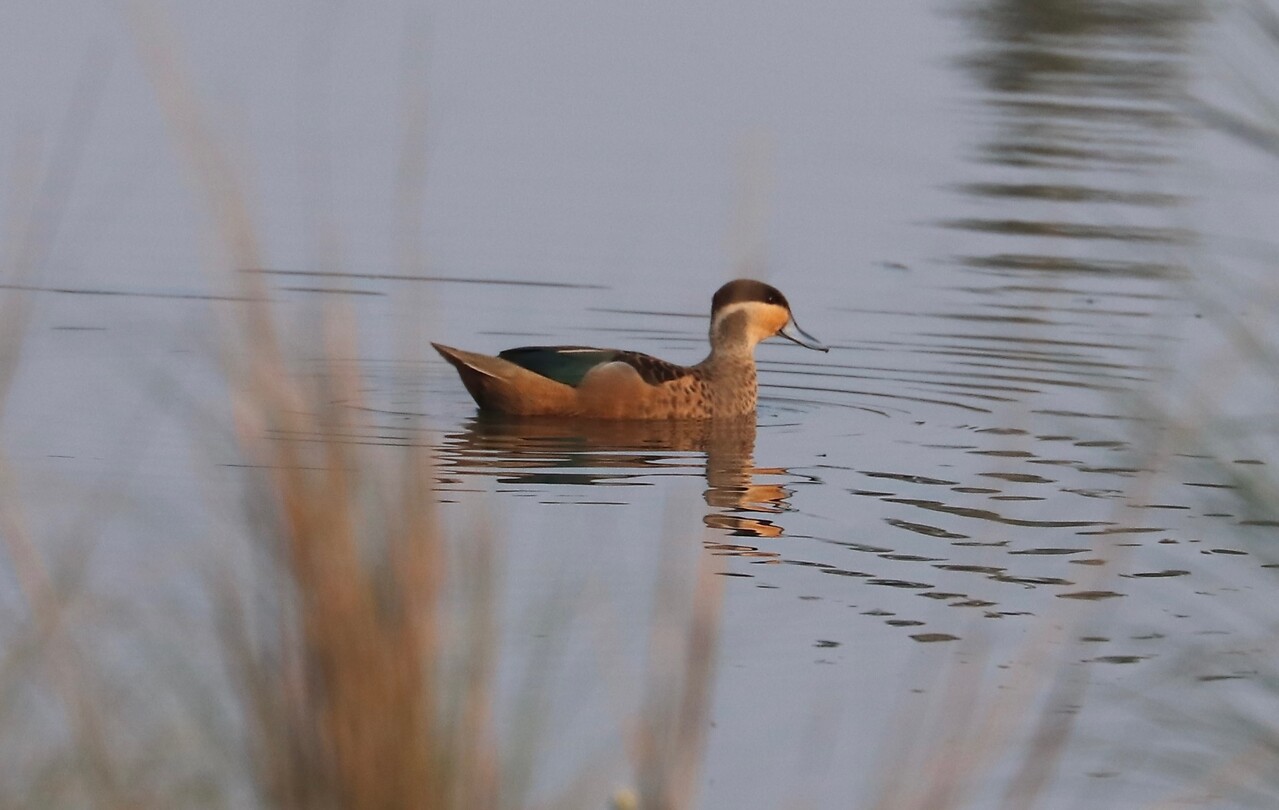Hottentot-Teal