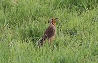 Cape Longclaw