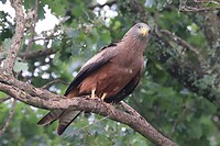 Yellow Billed Kite