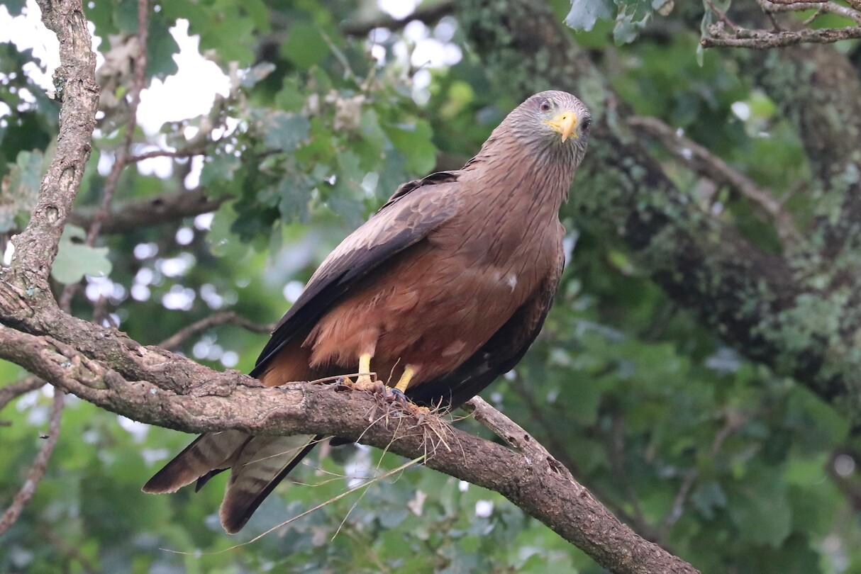 Yellow Billed Kite