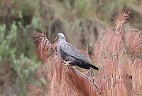 Rameron Pigeon