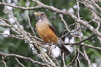 Sentinel Rock Thrush