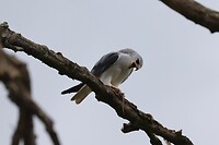 Black Shouldered Kite met muis