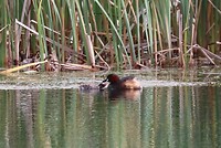 Little Grebe
