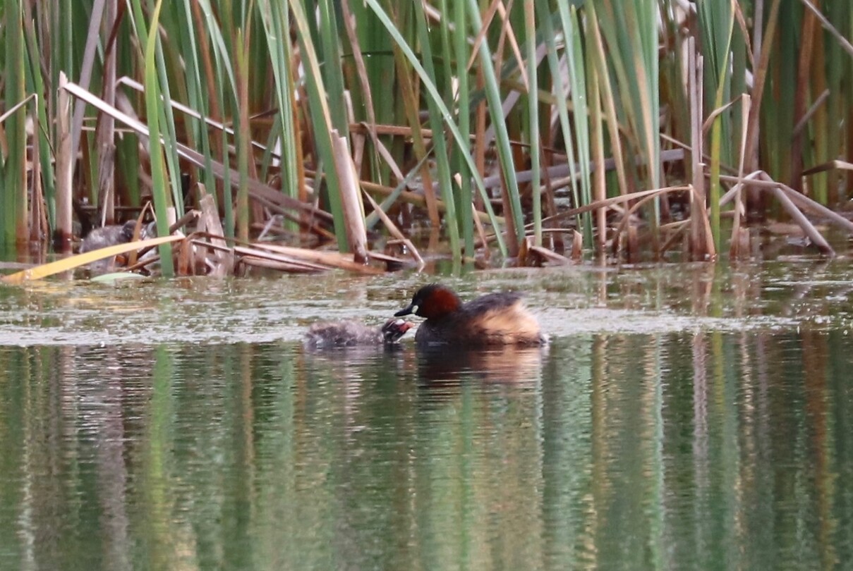 Little Grebe