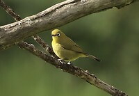 Cape White Eye