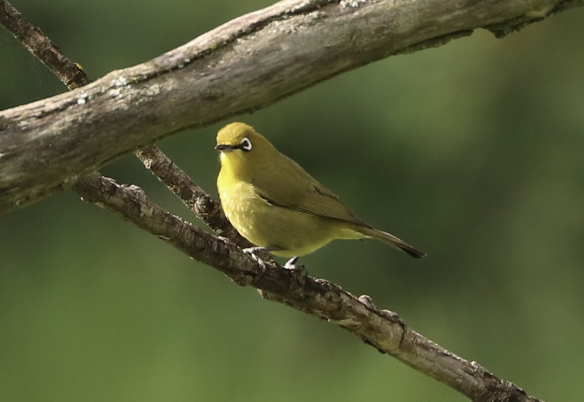 Cape White Eye