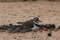 Three Banded Plover