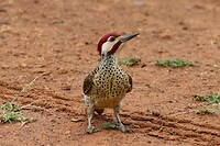 Bennett's Woodpecker