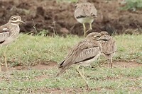 Water Thick-Knee