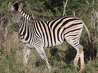 Zebra